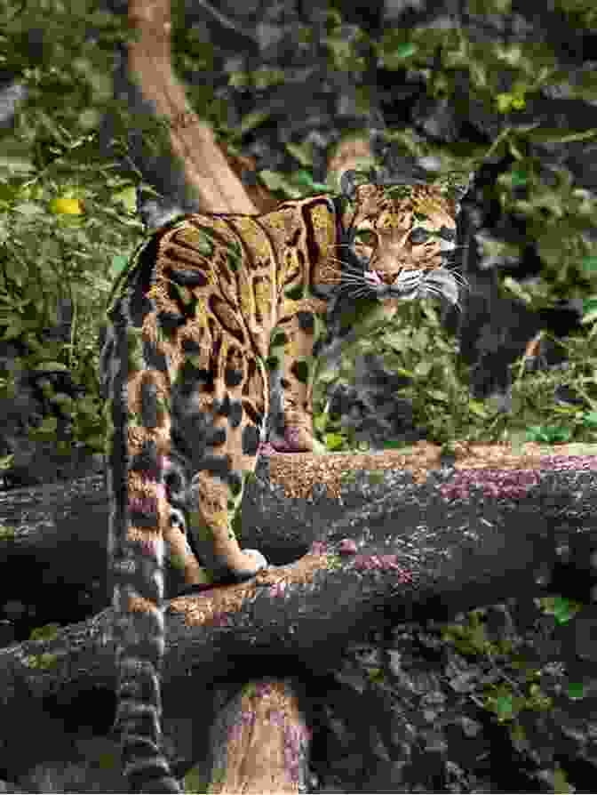 A Clouded Leopard Perched On A Tree Branch, With Its Distinctive Spotted And Blotched Coat Beyond Bigfoot Nessie: Lesser Known Mystery Animals From Around The World