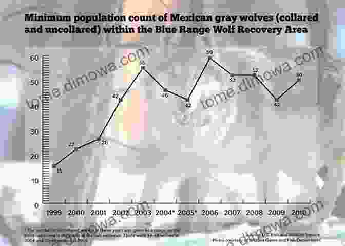 A Graph Showing The Growth Of The Mexican Gray Wolf Population The Return Of The Mexican Gray Wolf: Back To The Blue