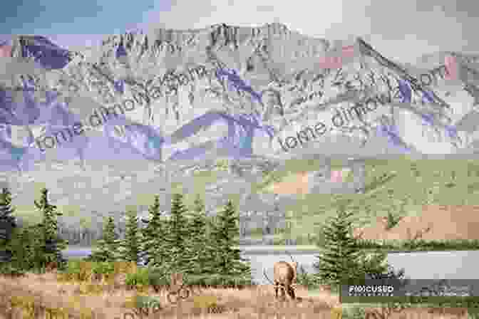 A Herd Of Elk Graze Peacefully In A Meadow In Rocky Mountain National Park Hike The Parks: Rocky Mountain National Park: Best Day Hikes Walks And Sights