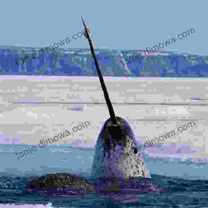 A Narwhal Swimming In The Arctic Waters, Its Long, Spiraled Tusk Extending From Its Head Beyond Bigfoot Nessie: Lesser Known Mystery Animals From Around The World