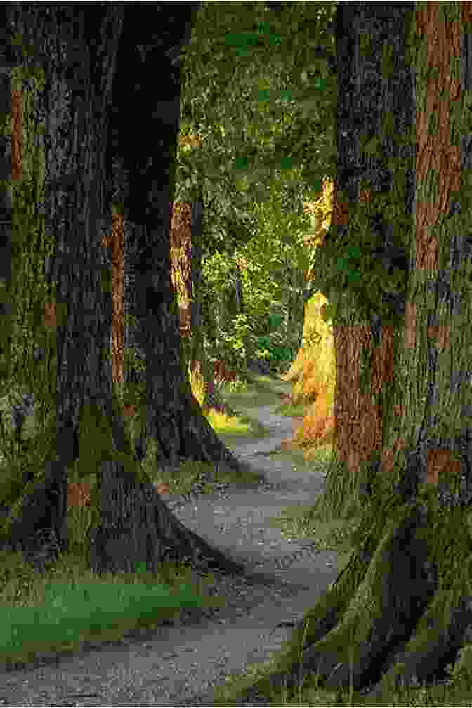 A Winding Path Through A Dense Forest Family Walks And Hikes Of Vancouver Island Volume 1: Victoria To Nanaimo: Streams Lakes And Hills From Victoria To Nanaimo