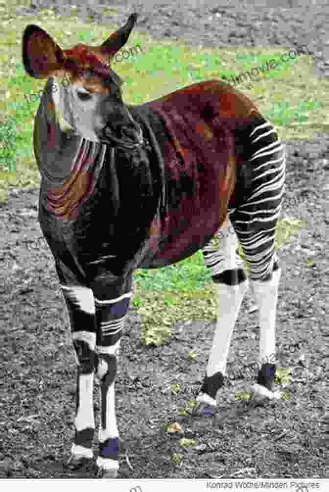 An Okapi Standing In A Forest, Its Striped Pattern Resembling That Of A Zebra Beyond Bigfoot Nessie: Lesser Known Mystery Animals From Around The World