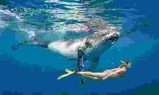 Tonga Offers Unforgettable Encounters, From Swimming With Whales To Hiking Mount Talau Tonga The Friendly Islands